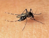 四害消杀：蚊子防治