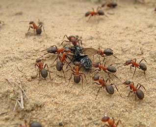四害消杀：蚂蚁防治