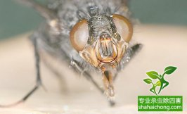 蝇类防治-别把苍蝇不当“能虫”