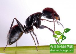 灭四害消杀企业-家庭蚂蚁的防治方法