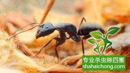 除四害杀虫企业-蚂蚁的体型大小和进化