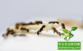 除虫企业告诉你如何消灭蚂蚁