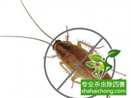 虫害常识宝典-深圳灭蟑螂企业--9大措施灭蟑螂-怎么样灭除蟑螂的方法