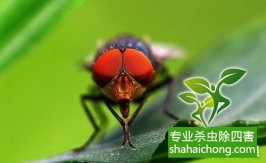 深圳灭苍蝇企业：苍蝇防治方案