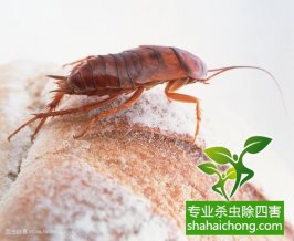 深圳除四害企业怎样灭蟑螂防治蟑螂-怎么样灭除蟑螂的方法