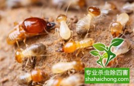 问题解答-深圳白蚁防治企业先容白蚁预防流程