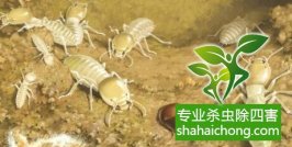 问题解答-深圳白蚁防治：最易被住户直观的症状是白蚁的繁殖分群季节