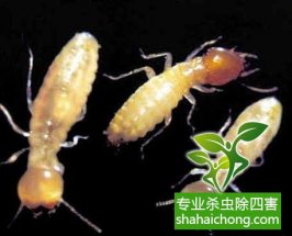 问题解答-深圳白蚁防治企业对白蚁有着科学认识