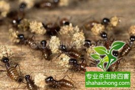 问题解答-深圳白蚁防治白蚁对木质用品的肆意侵袭，成了装修后业主们的一块心病