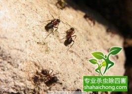 问题解答-深圳白蚁防治：在操作过程中，蚁路破坏太严重