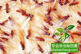 问题解答-深圳白蚁防治企业告诉你发现白蚁怎么办