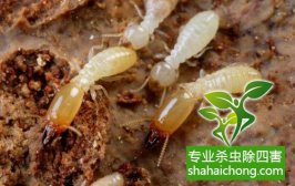 问题解答-深圳白蚁防治告诉你白蚁所带来的危害