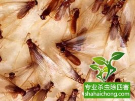 深圳白蚁防治企业白蚁的纷飞繁殖季节，怎么防治