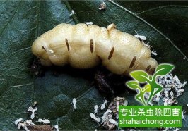 深圳白蚁防治：樟树被白蚁损害的防治办法