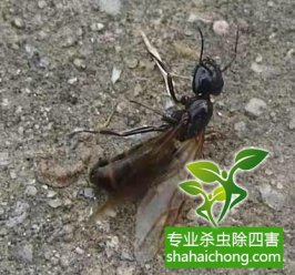 问题解答-深圳白蚁防治公司 白蚁繁殖季 家有蚁患尽快灭治