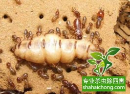 深圳白蚁防治企业的杀虫业务范围