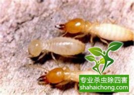 深圳白蚁防治企业    先容白蚁的危害